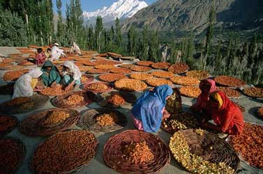 makanan hunza