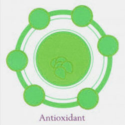 antioksidan kangen water