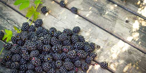 awet muda buah berry
