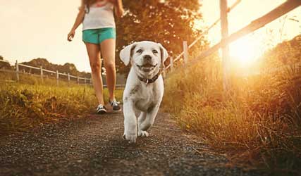 ajak anjing jalan jalan