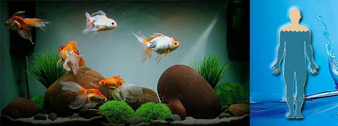 ikan aquarium kangen water