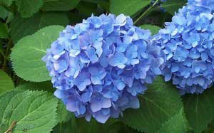 hydrangea