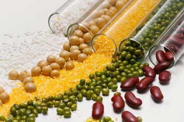 protein nabati